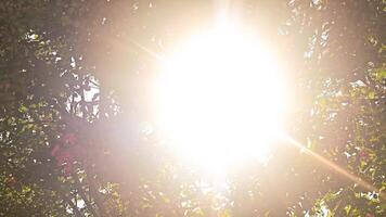 Sonne Strahlen durch das Baum Geäst video