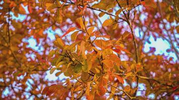 Small Orange leaves autumn 2 video