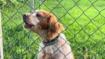 animado cachorro Latidos atrás cerca video