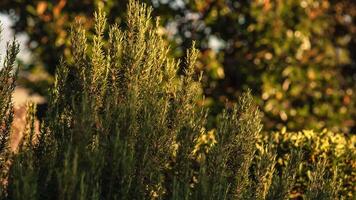 Rosemary plant detail 2 video