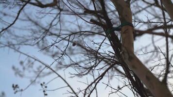 Detail of bare branches 2 video