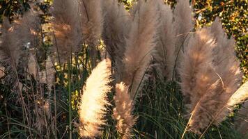 pampas gräs detalj video