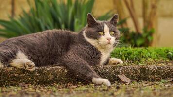 Cute cat rest in the meadow video