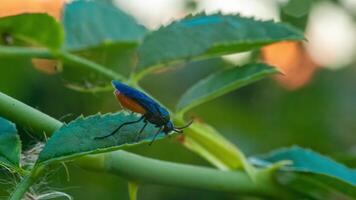 insecte sur feuilles video