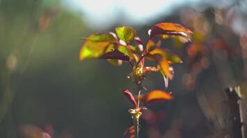 Spring leaves bokeh video