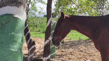 caballos atados a un árbol video