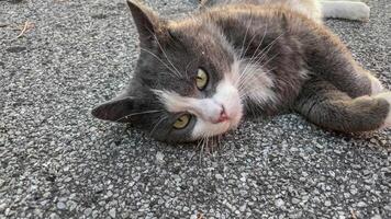 Adorable Grey Cat Rolling on Asphalt video