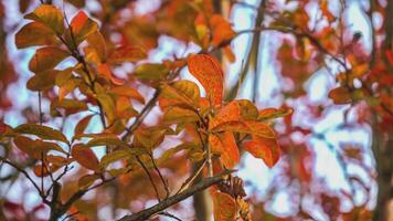 Small Orange leaves autumn 3 video