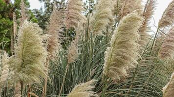 pampas gräs rörd förbi vind video