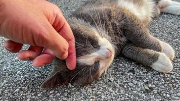 mano accarezzando carino grigio gatto su asfalto video