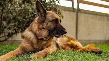 German shepherd dog in meadow video