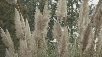 Pampas Grass detail 3 video