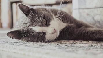 un' carino adulto grigio Casa gatto con luminosa verde occhi, dire bugie pacificamente su il tappeto 2 video