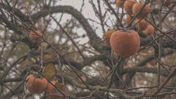 cachi albero spoglio rami video