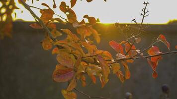 klein oranje bladeren herfst 4 video