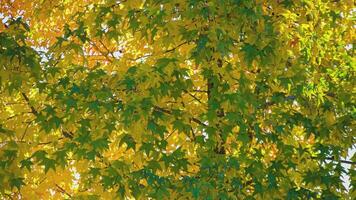 Autumn color leaves video