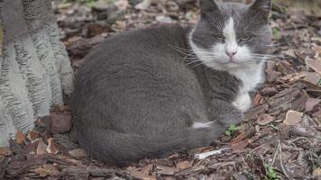 gris gato jardín video