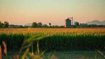 tramonto a campo di mais video