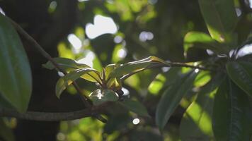 folhas com Sol reflexão video