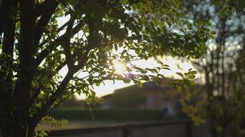 Sunset between the branches and leaves video