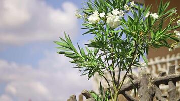 Oleander Pflanze im das Garten video