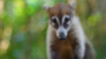 schließen oben von ein klein Probe von Coati video