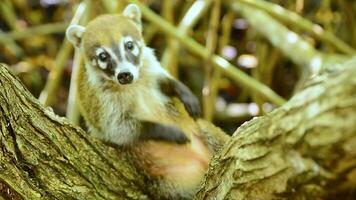 klein Probe von Coati Lügen auf ein Ast ist Kratzen das Bauch video