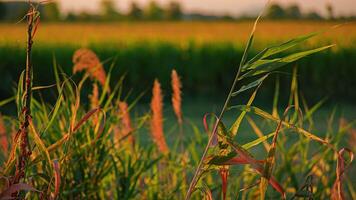 Sonnenuntergang Landschaft Gras video