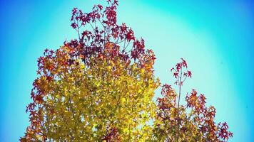 Orange Baum Herbst 2 video