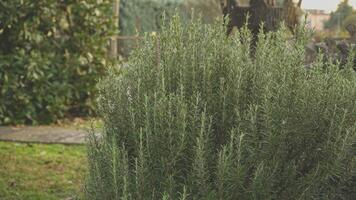 Rosemary plant detail video