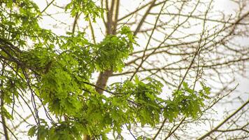 Branch with new leaves in spring video