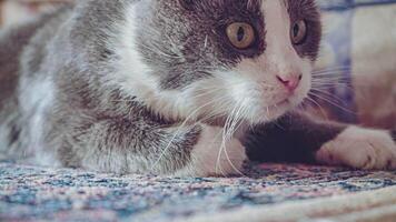 schattig kat Toneelstukken Aan de tapijt video