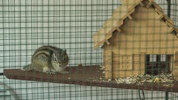 Squirrel in a cage 4 video