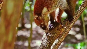 movimiento de el Coatí entre el ramas de el arboles de el tropical bosque en mexico video