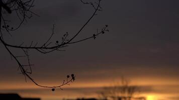 röd solnedgång bar grenar silhuett video