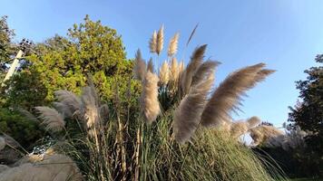 pampas gräs detalj i en trädgård i en solig dag video