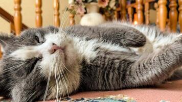 Gray and White Cat Laying on Rug video