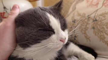 Cuddle cute domestic cat scene at home video