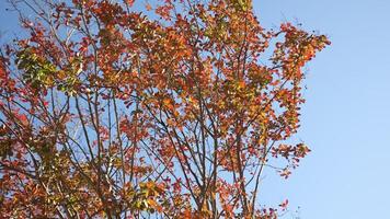 bomen in herfst onder blauw lucht detail video