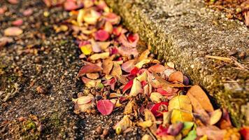 tomber feuille sur le sol l'automne feuille sur le sol video