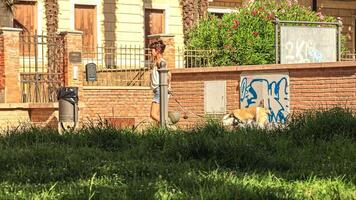 Rovigo Italy 29 july 2022 Girl walks with dog on a leash video