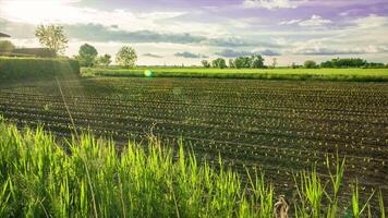 campo paisaje con cultivos de recién sembrado maíz desde del Norte Italia iluminado por un espléndido puesta de sol video