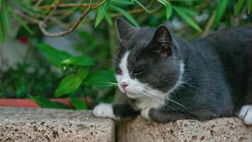 carino grigio e bianca gatto ritratto video