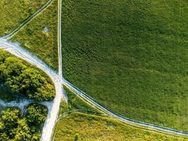 aéreo ver en verde trigo campo y la carretera en campo. campo de trigo soplo en el viento en puesta de sol. joven y verde espiguillas orejas de cebada cosecha en naturaleza. agronomía, industria y comida producción foto