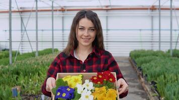 Fachmann Florist oder Nerd hält und die Geschenke ein Kunst Box mit 5 Töpfe von bunt Blumen video