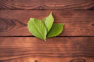 Three green leaves lie on brown wooden background photo