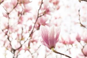 de cerca de magnolia árbol florecer con borroso antecedentes y calentar Brillo Solar foto