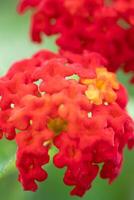 beautiful Close up macro view of red Lantana flower photo