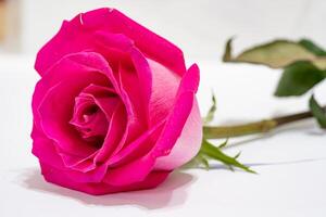 Beautiful pink rose flower macro photo