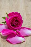 Beautiful pink rose flower macro photo